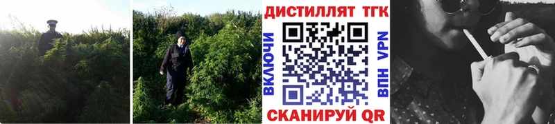 ТГК Wax  Арзамас 